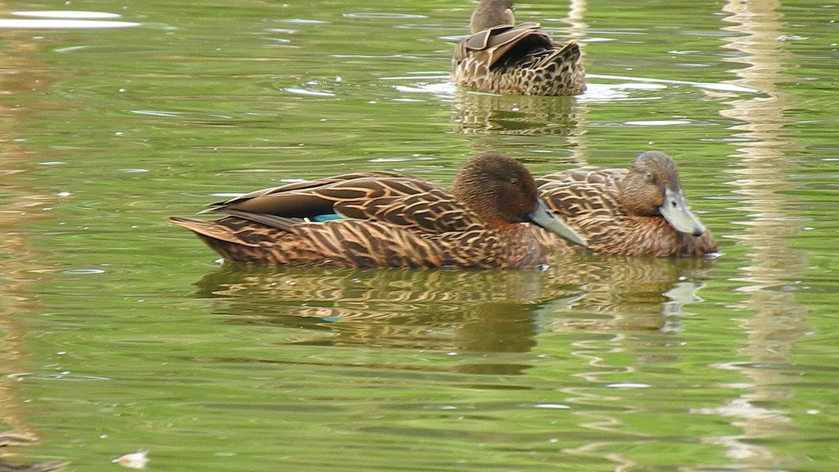 Meller's Duck - ML635874200