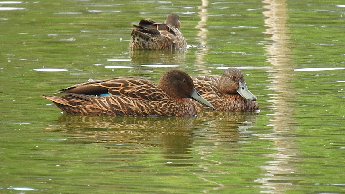 Meller's Duck - ML635874201