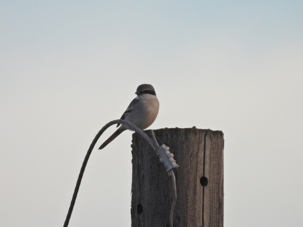 Loggerhead Shrike - ML635874231