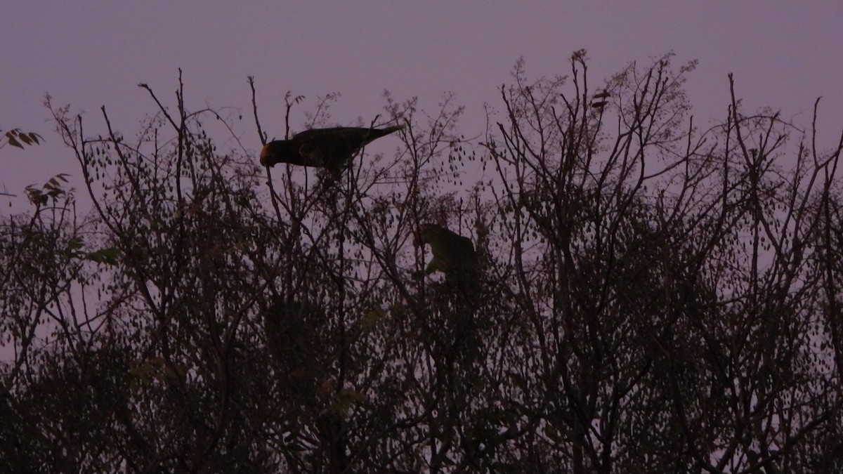 Yellow-shouldered Amazon - ML635874235