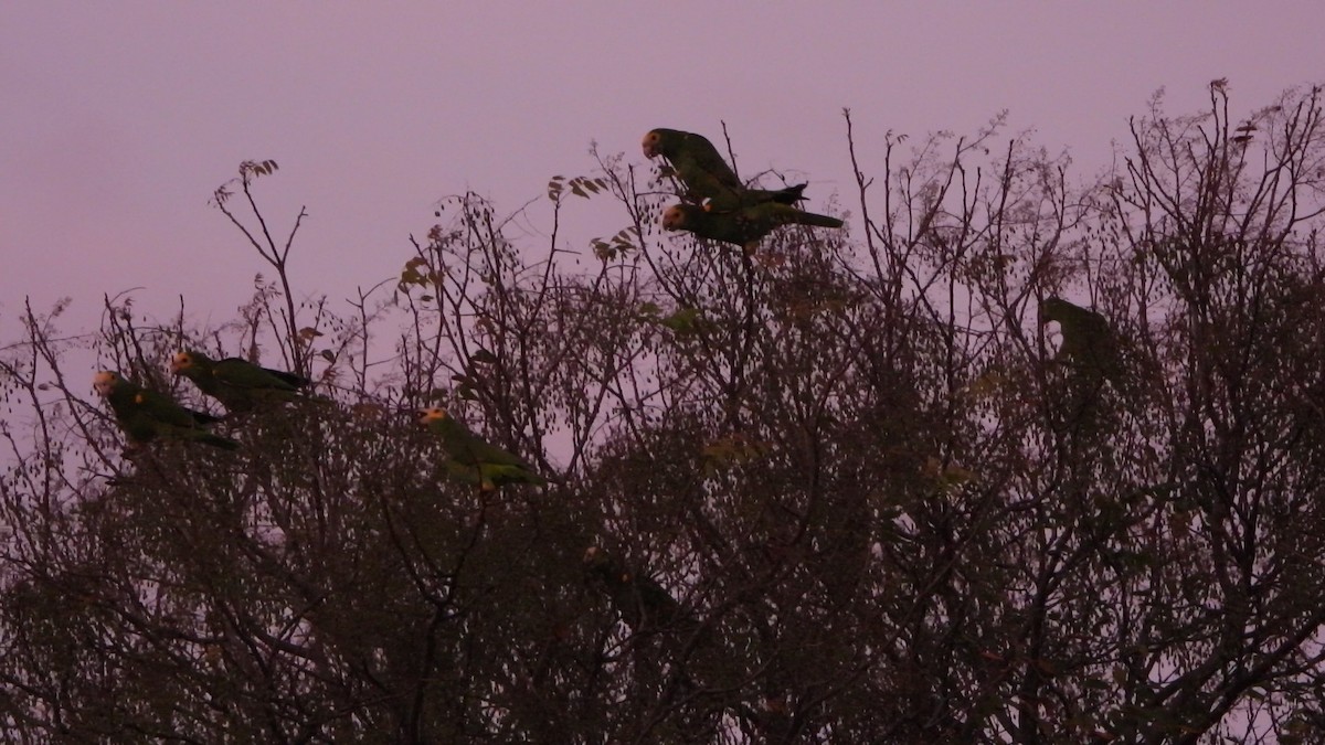 Yellow-shouldered Amazon - ML635874237