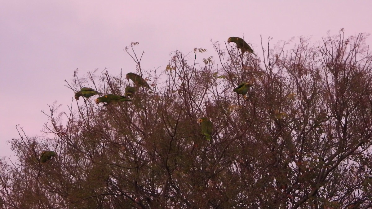 Yellow-shouldered Amazon - ML635874242