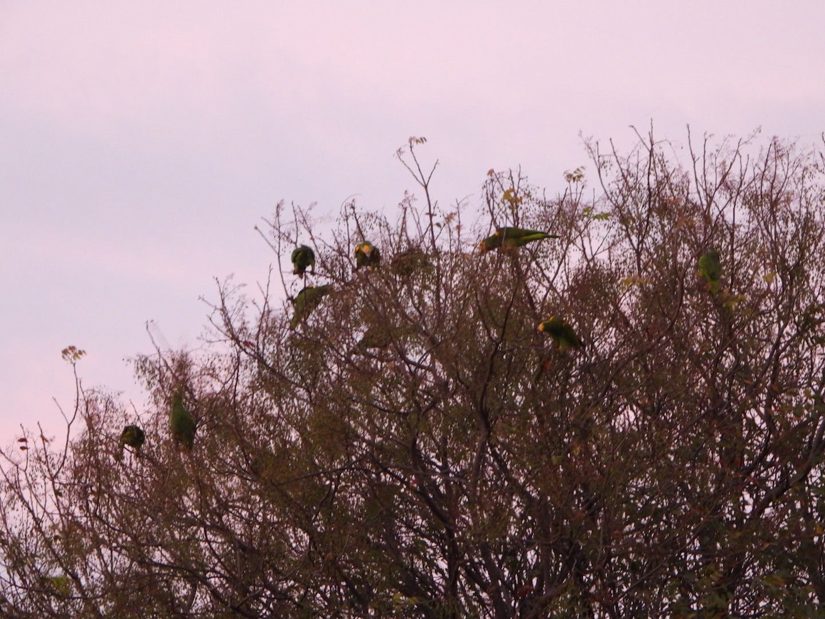 Yellow-shouldered Amazon - ML635874245
