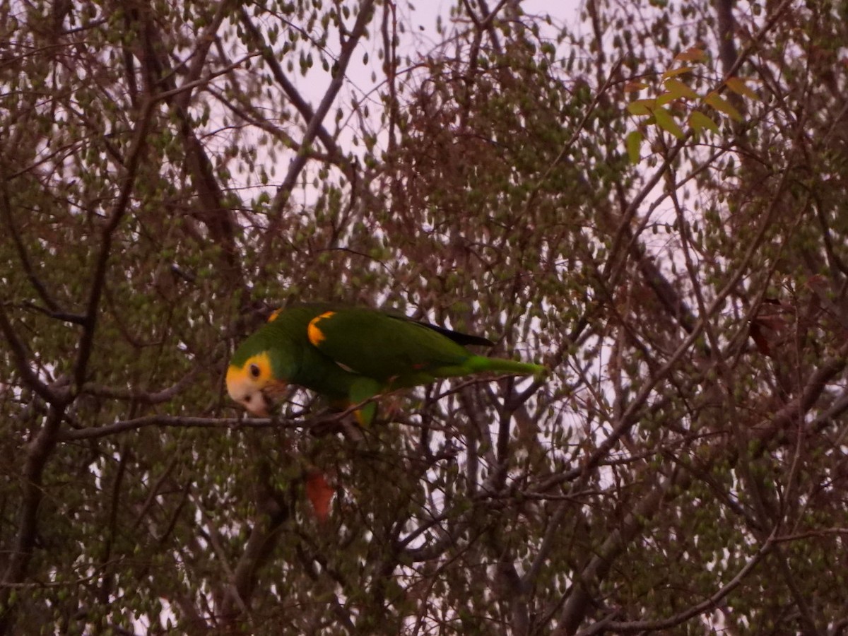 Yellow-shouldered Amazon - ML635874247