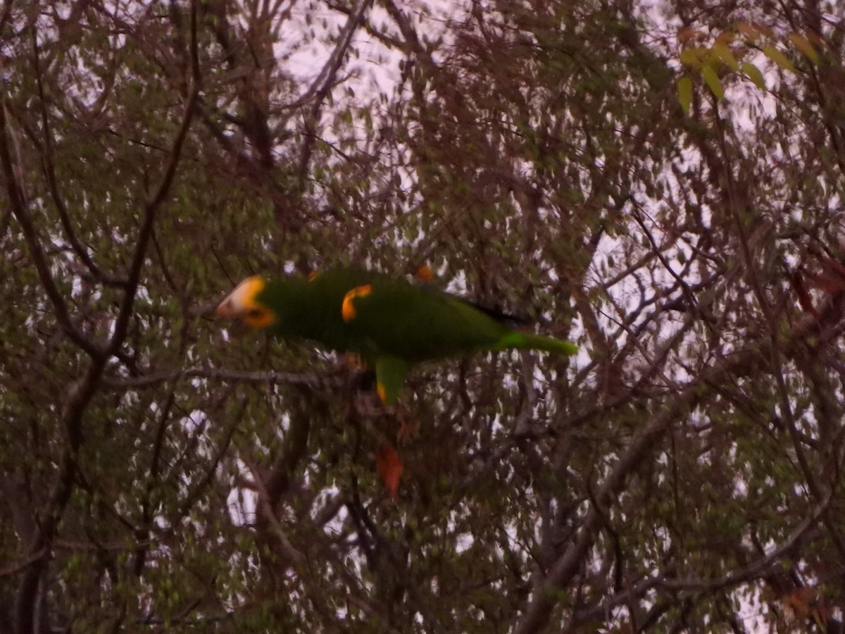 Yellow-shouldered Amazon - ML635874248
