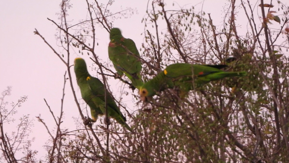 Yellow-shouldered Amazon - ML635874250