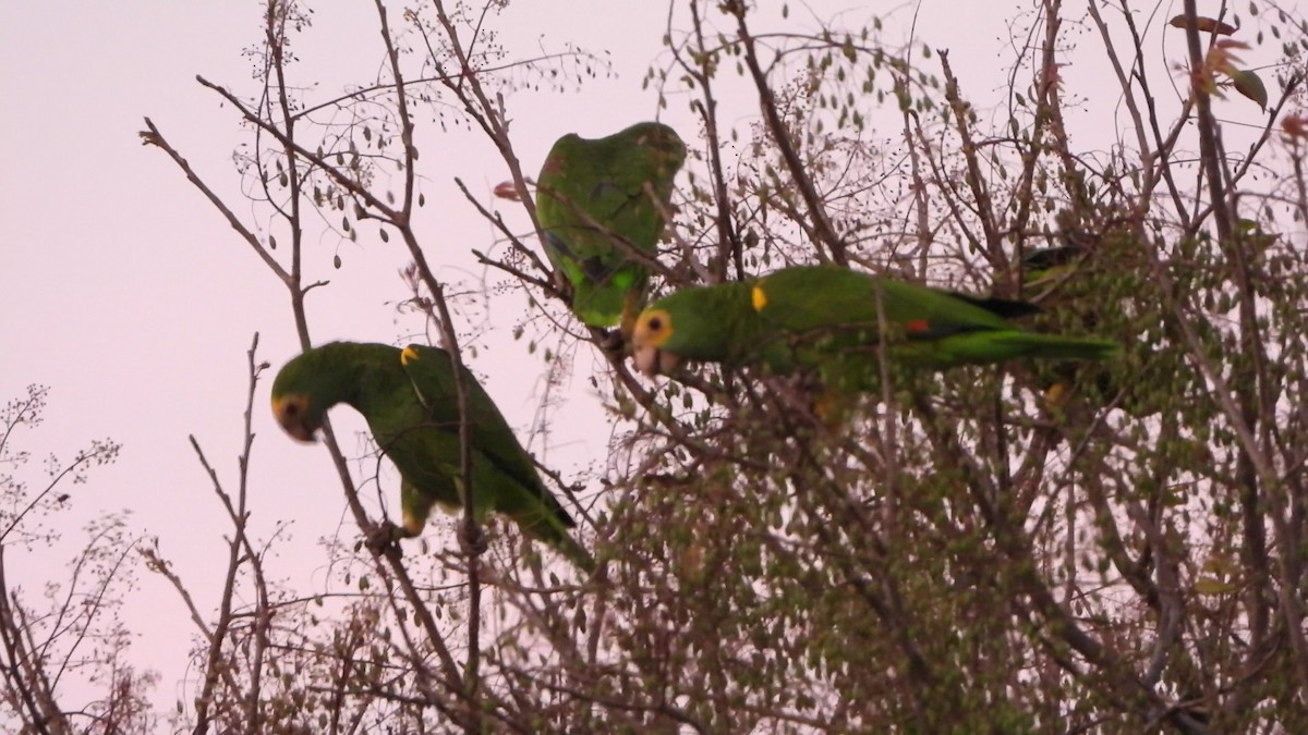 Yellow-shouldered Amazon - ML635874251