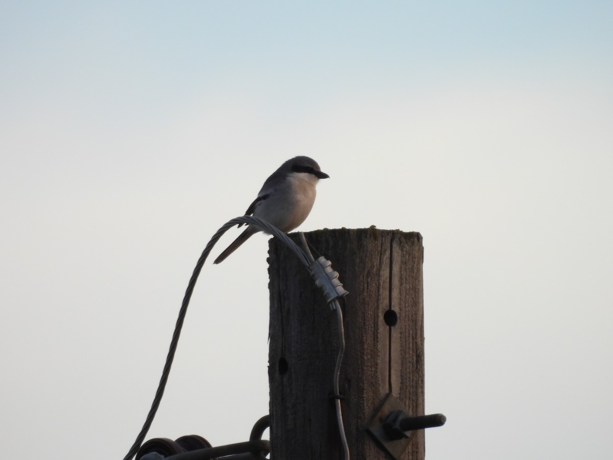 Loggerhead Shrike - ML635874282
