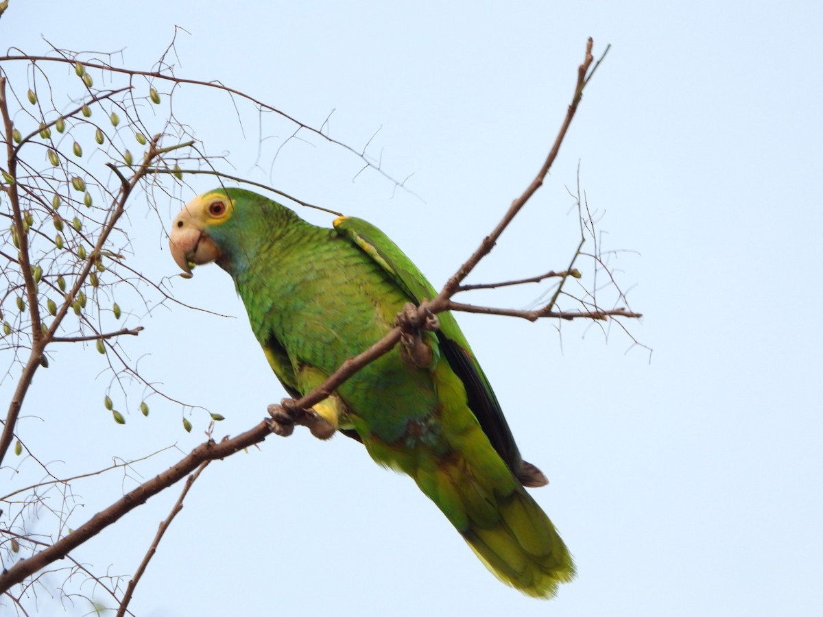 Yellow-shouldered Amazon - ML635874286