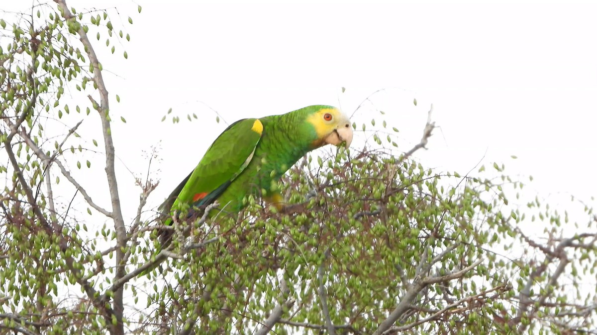 Yellow-shouldered Amazon - ML635874289