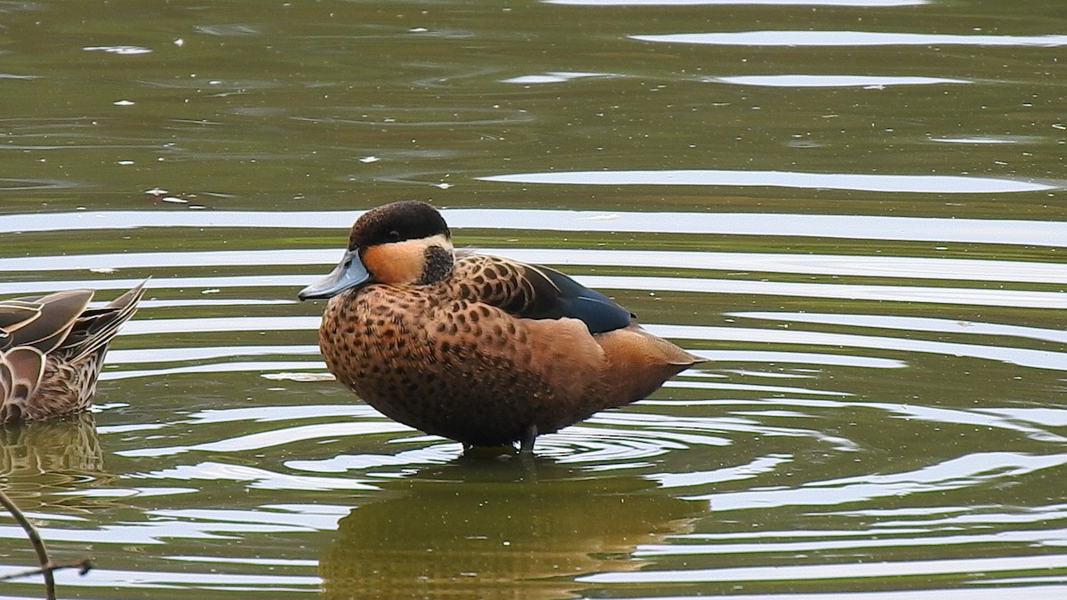 Blue-billed Teal - ML635874302