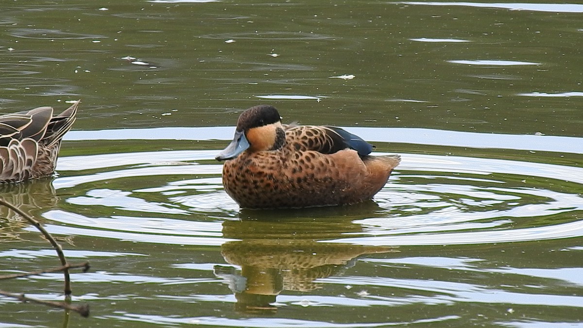 Blue-billed Teal - ML635874303