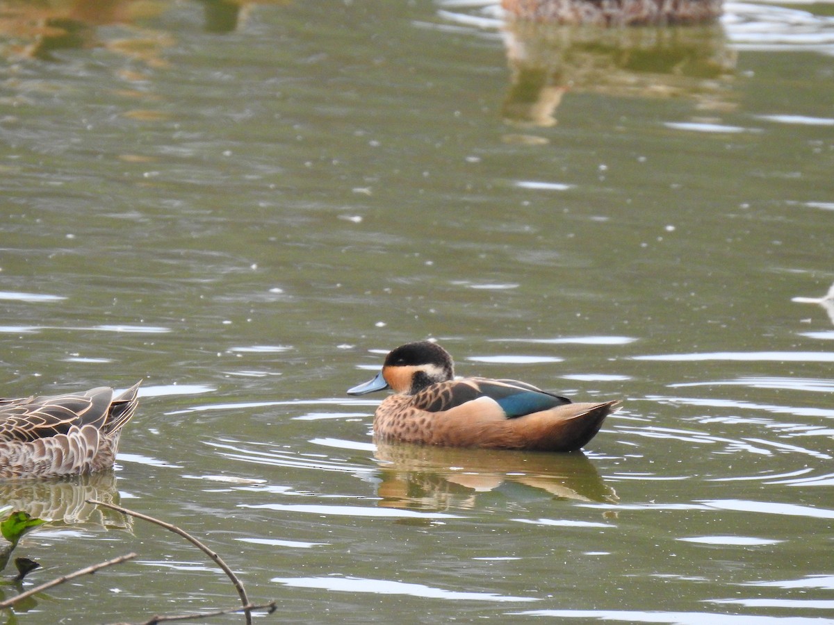 Blue-billed Teal - ML635874304