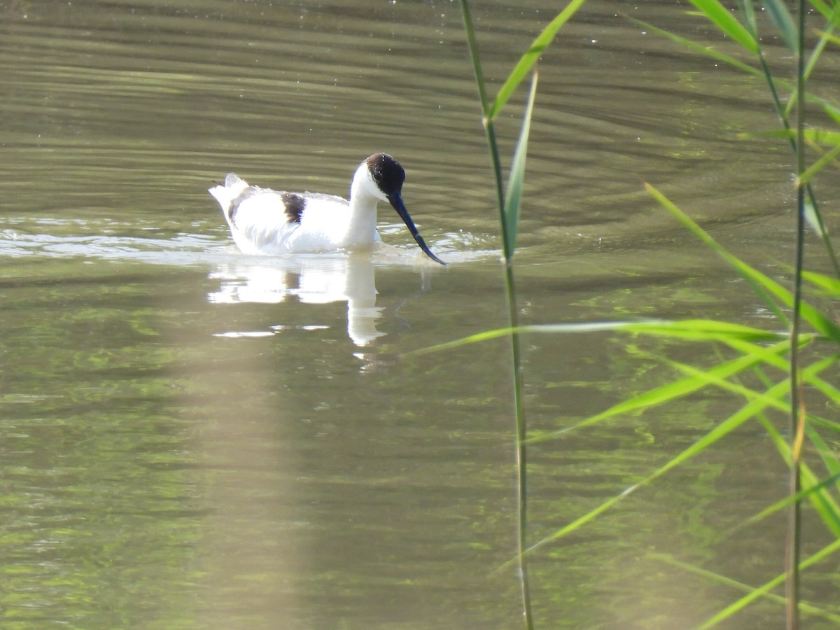 Pied Avocet - ML635874343