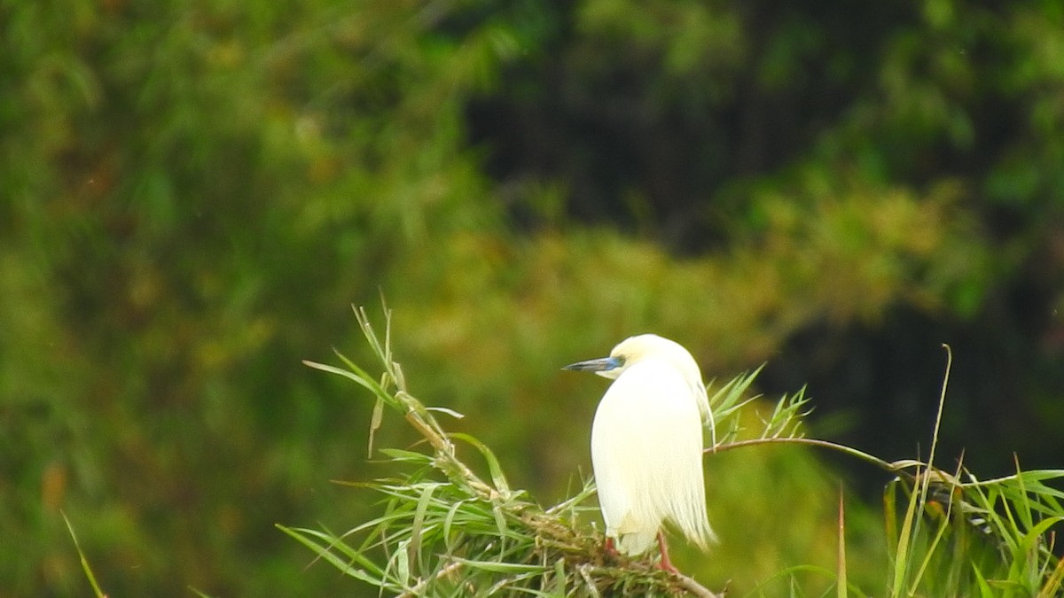 Malagasy Pond-Heron - ML635874352