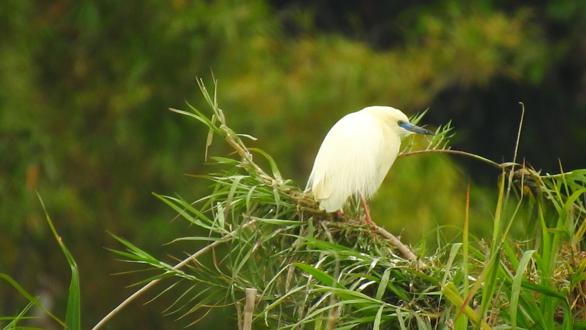 Malagasy Pond-Heron - ML635874353