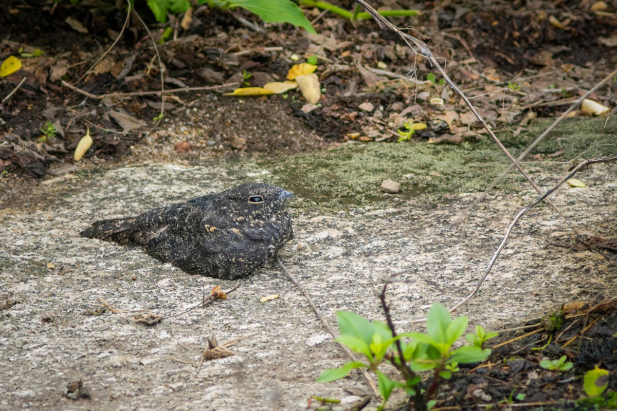 Pygmy Nightjar - ML635874439