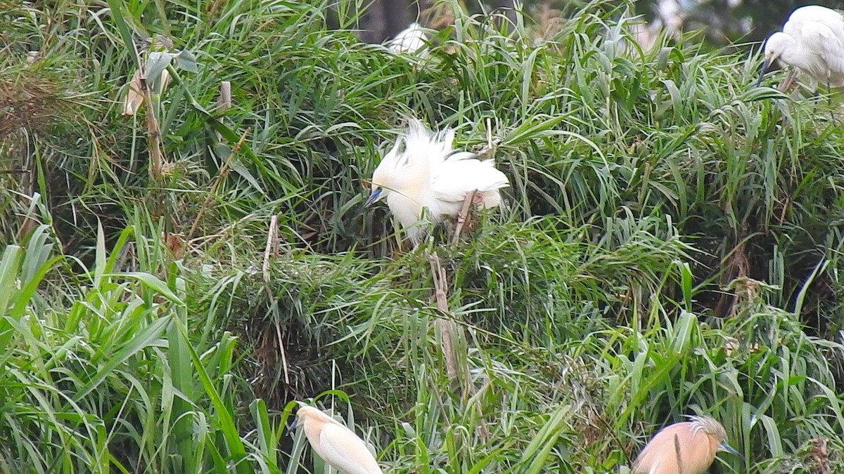 Malagasy Pond-Heron - ML635874454