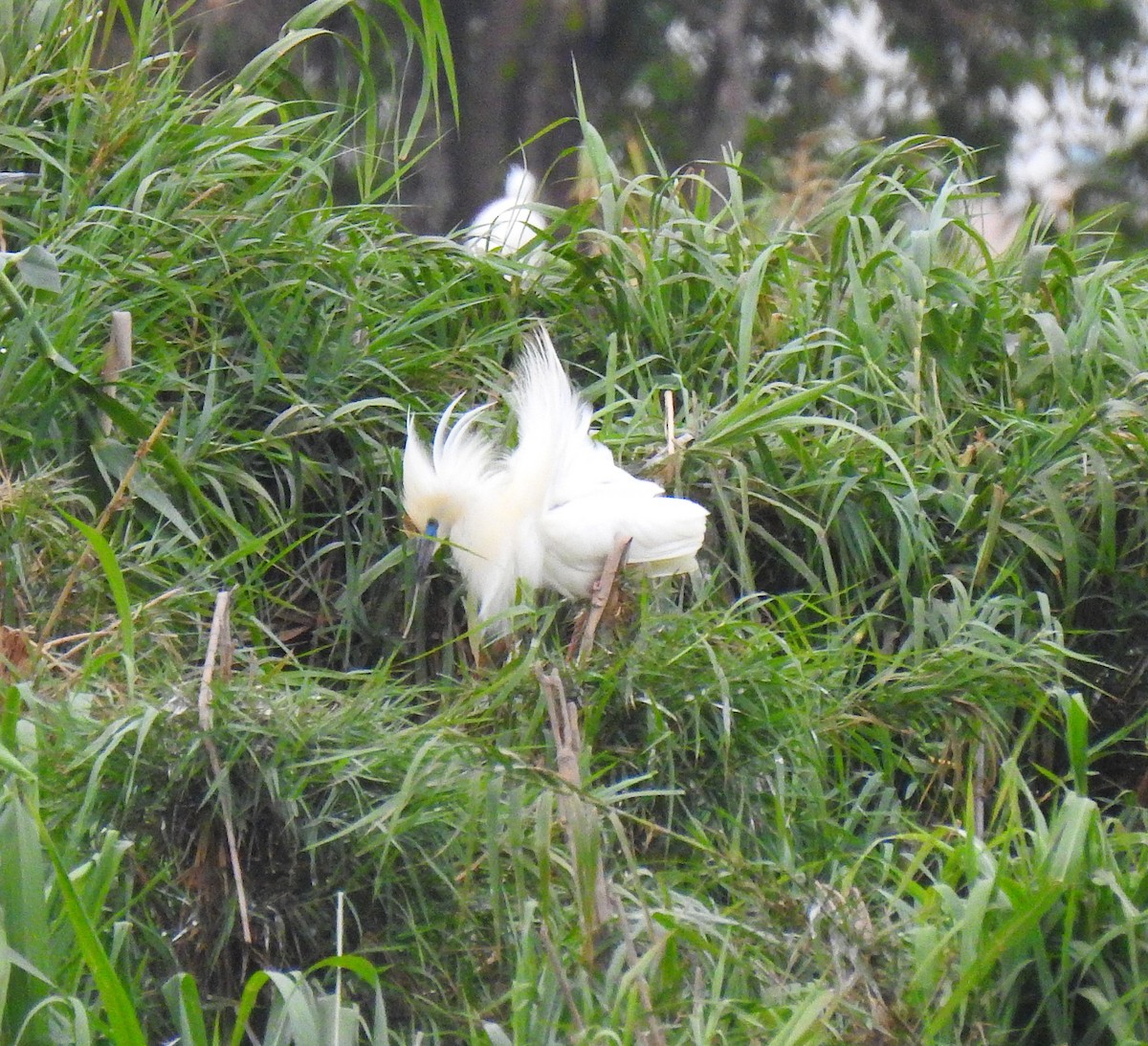 Malagasy Pond-Heron - ML635874455