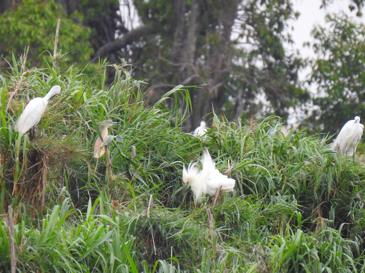 Malagasy Pond-Heron - ML635874458