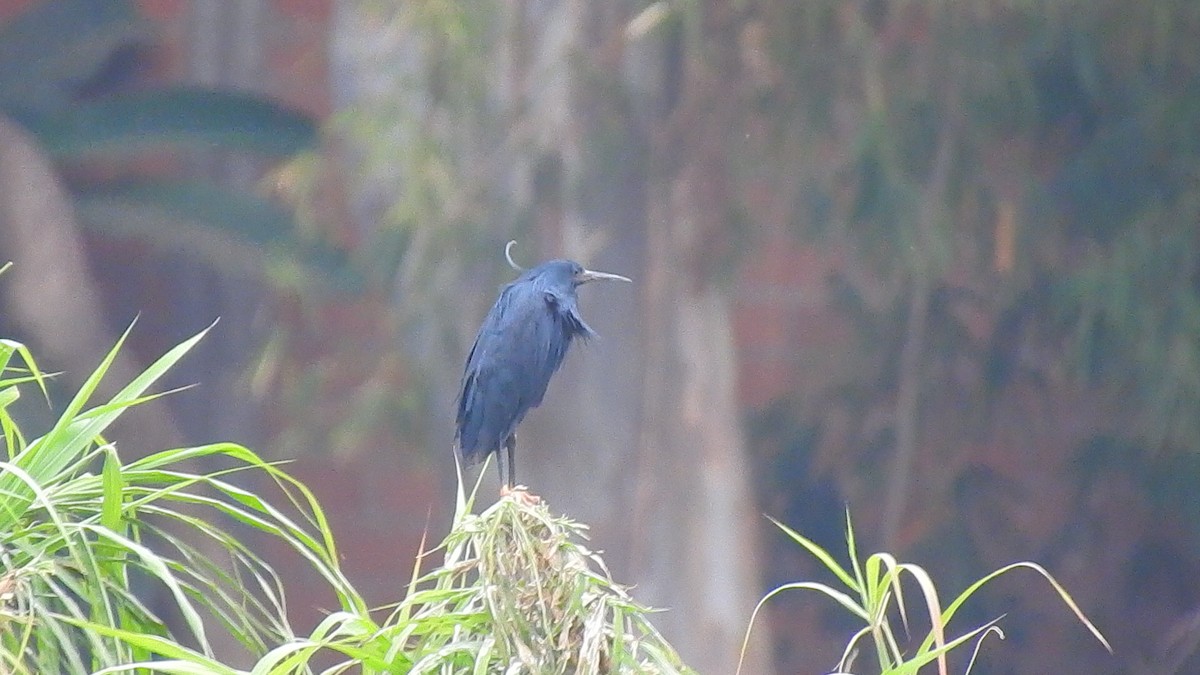 Black Heron - ML635874597