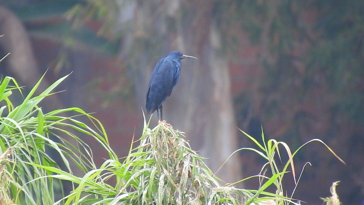 Black Heron - ML635874598