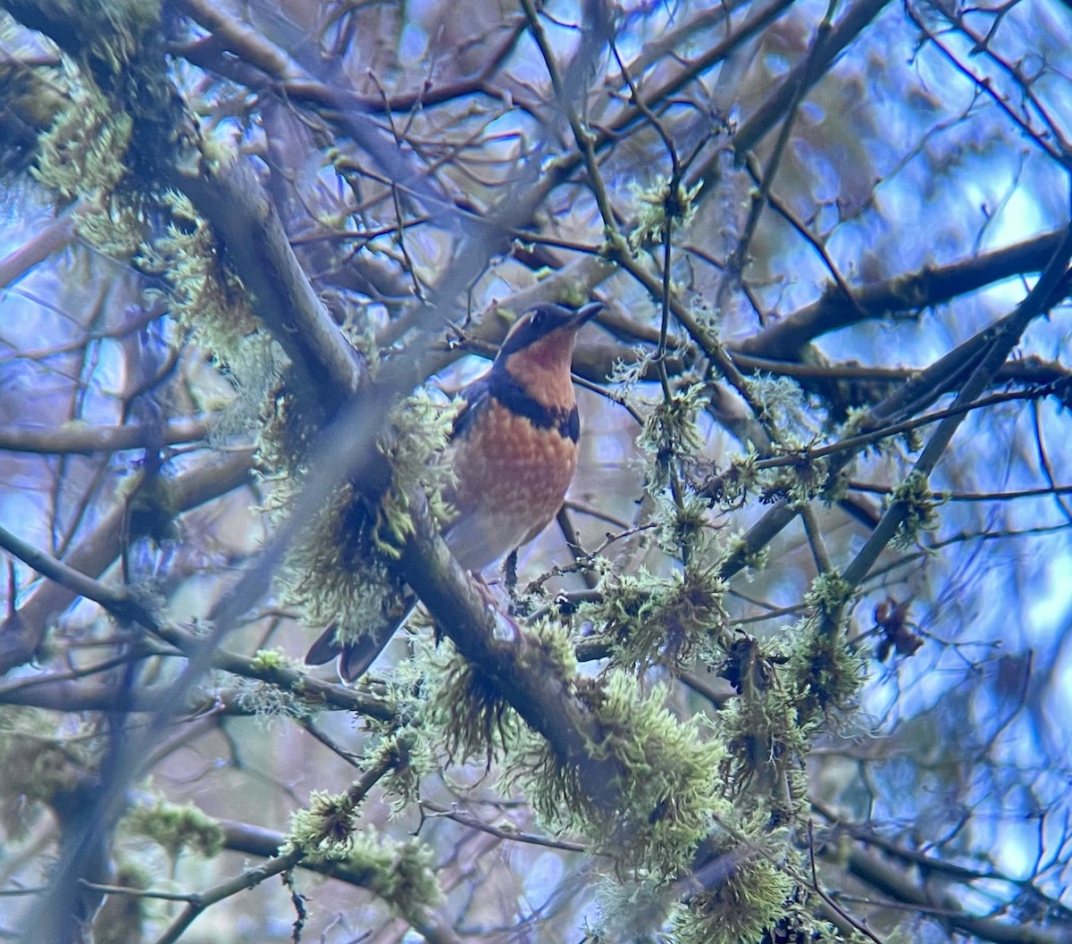 Varied Thrush - ML635874601
