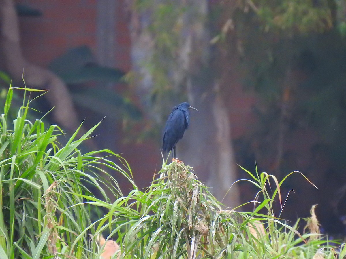Black Heron - ML635874603