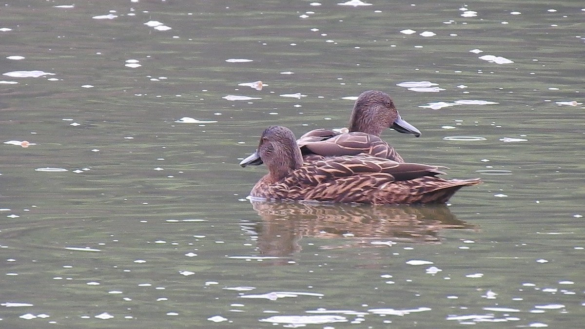 Meller's Duck - ML635874650