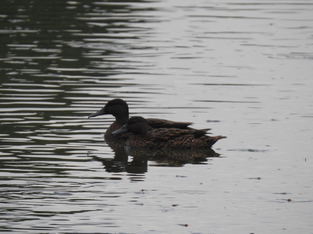 Meller's Duck - ML635874652