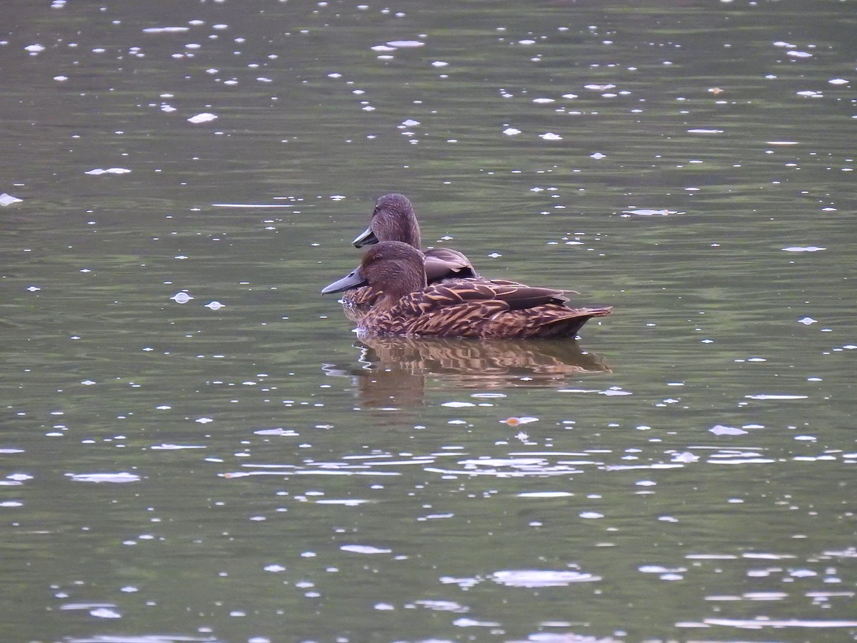 Meller's Duck - ML635874653