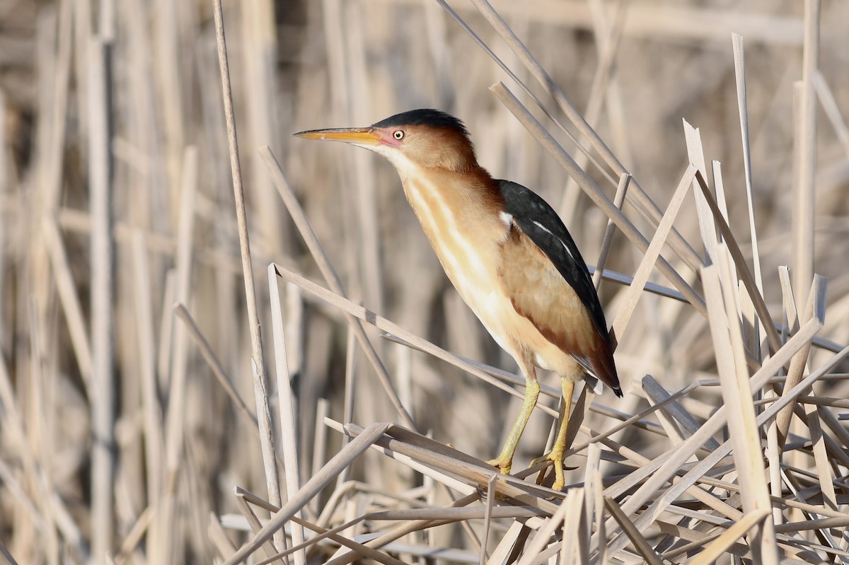 Least Bittern - ML635874742