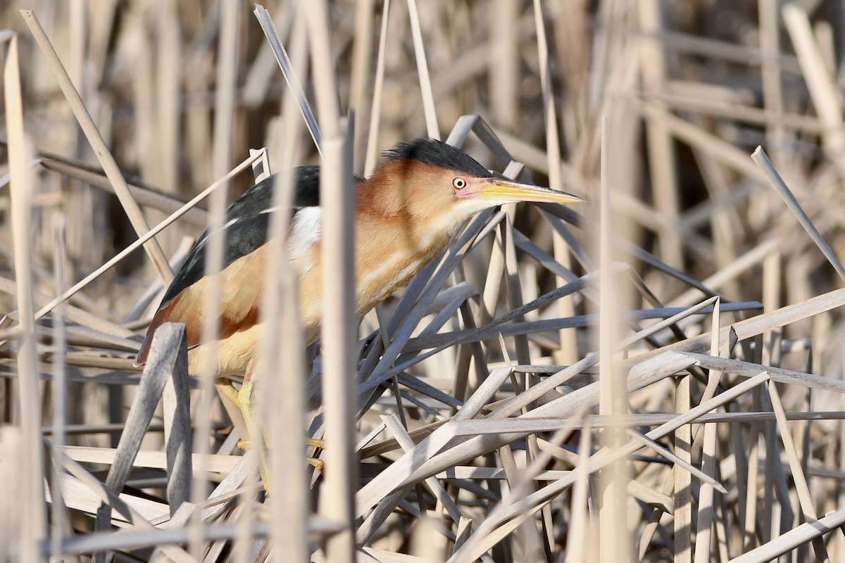 Least Bittern - ML635874743