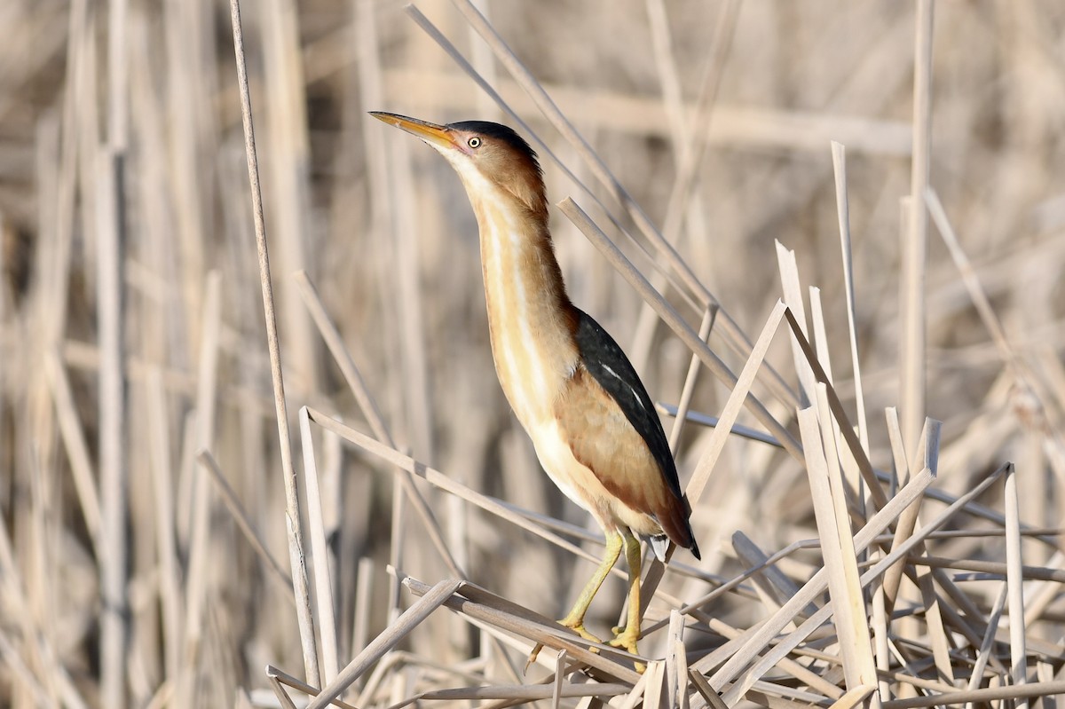 Least Bittern - ML635874744