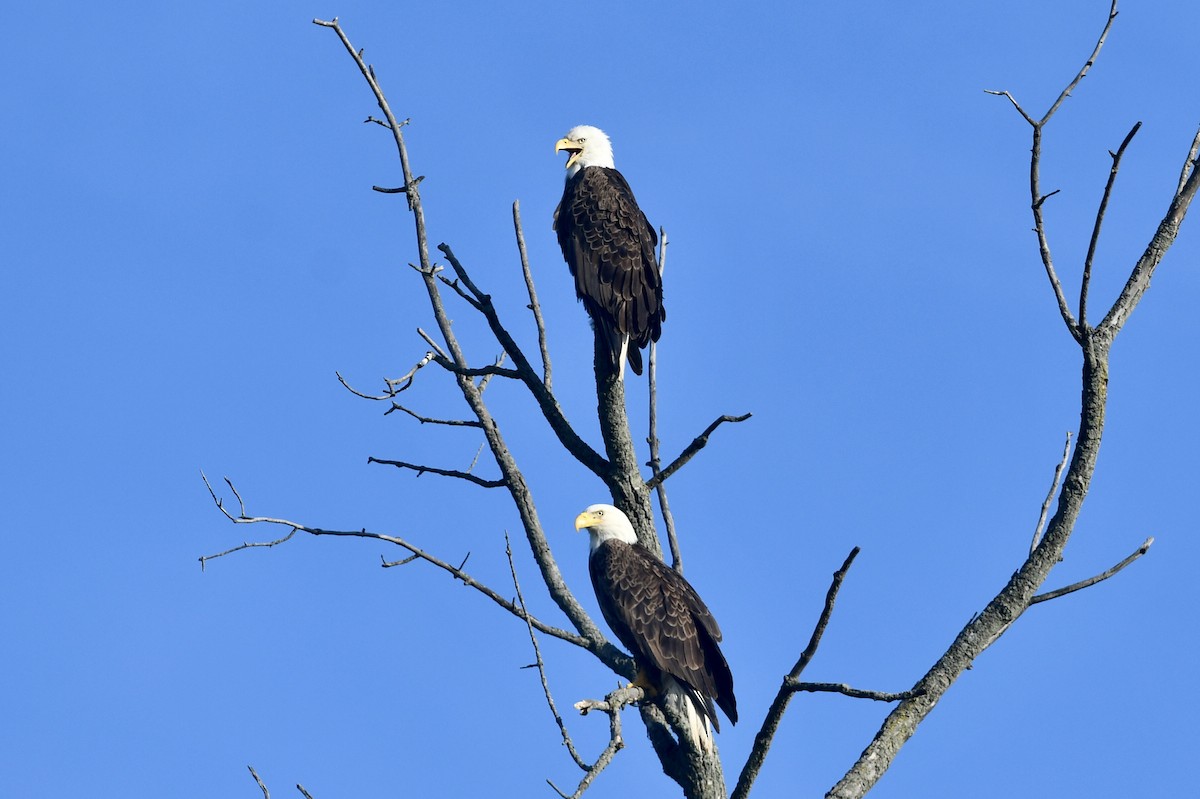 Bald Eagle - ML635874748
