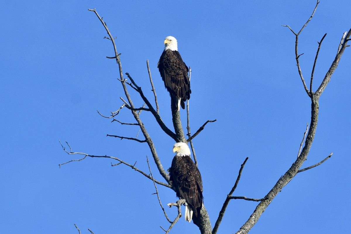 Bald Eagle - ML635874749