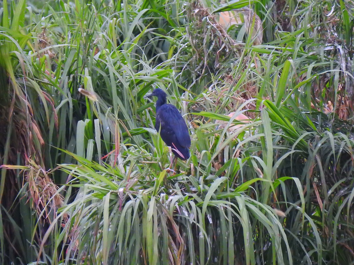 Black Heron - ML635874780