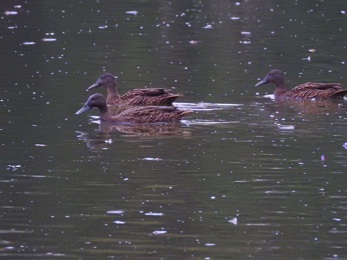 Meller's Duck - ML635874851