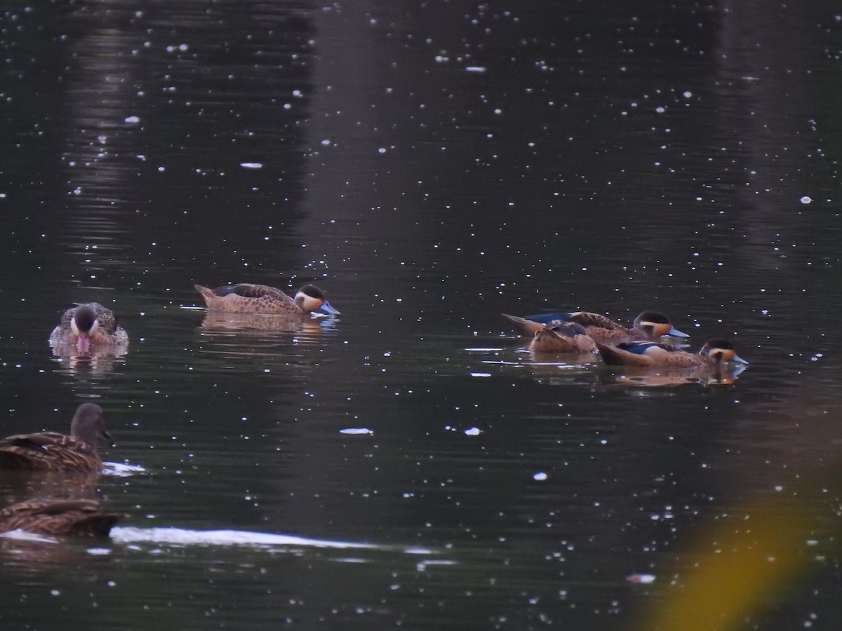 Blue-billed Teal - ML635874926
