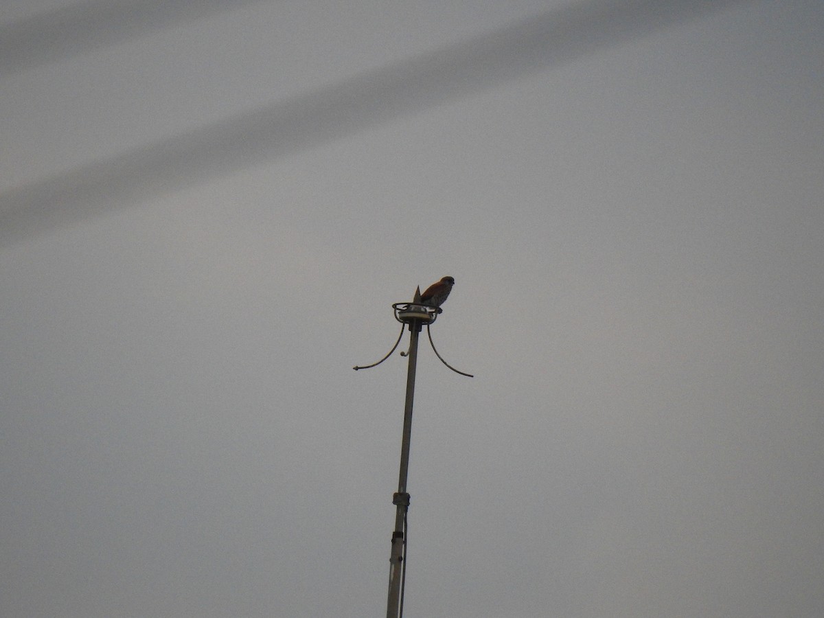 Malagasy Kestrel - ML635874986