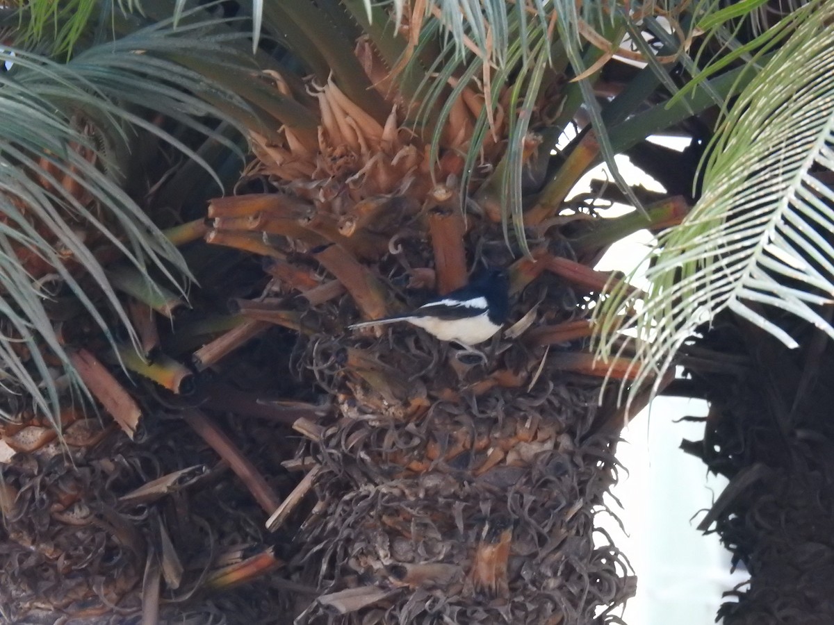 Madagascar Magpie-Robin - ML635875024