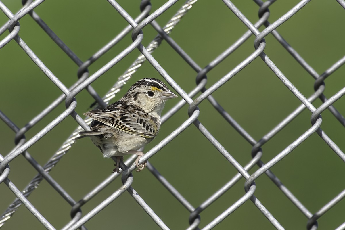 Grasshopper Sparrow - Christy Hibsch