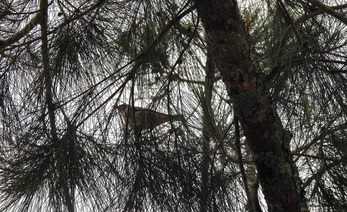 Bay-breasted Warbler - ML635875152