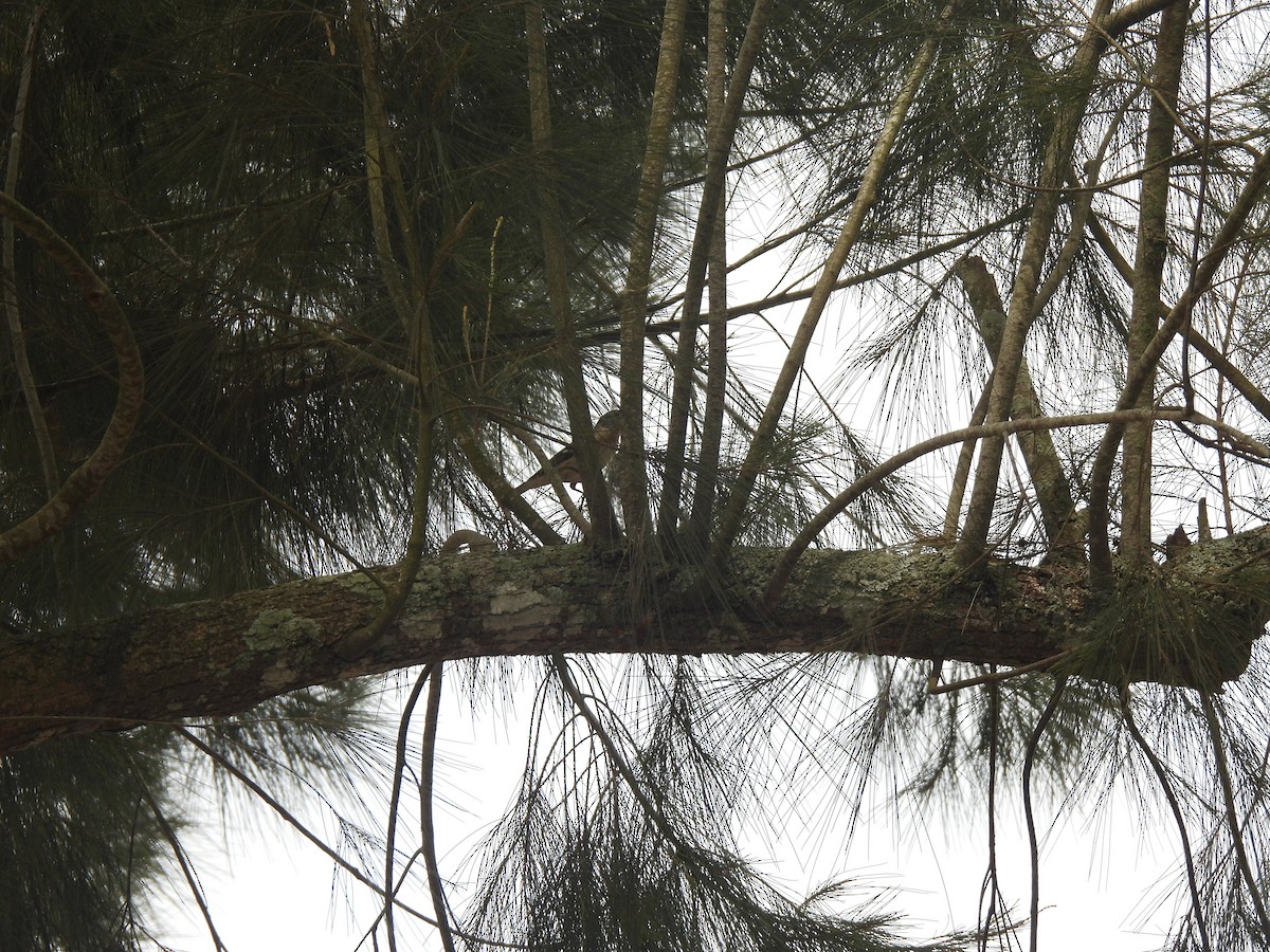 Bay-breasted Warbler - ML635875153