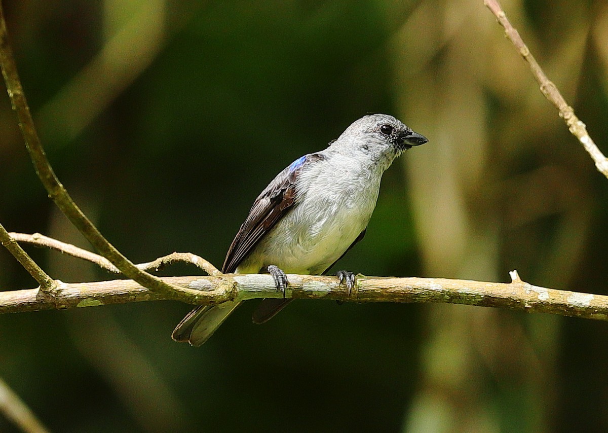 Plain-colored Tanager - ML635875292