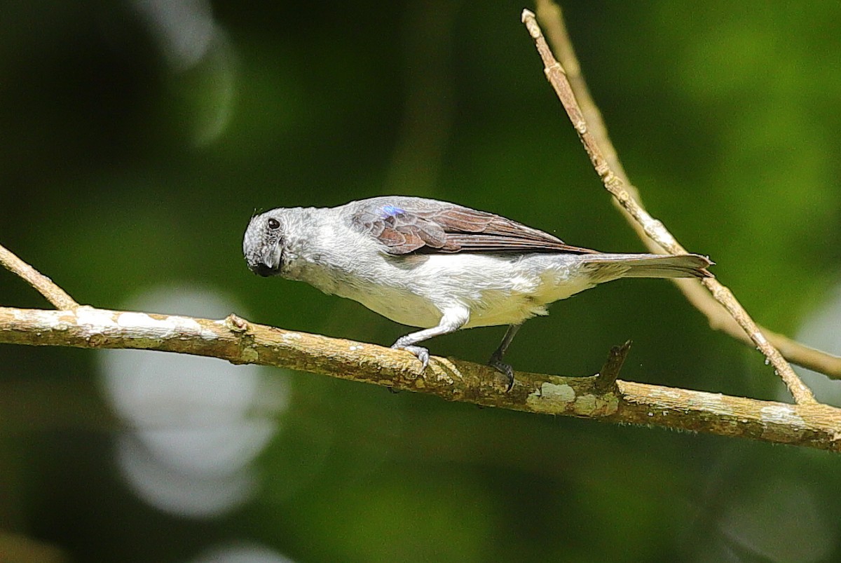 Plain-colored Tanager - ML635875293