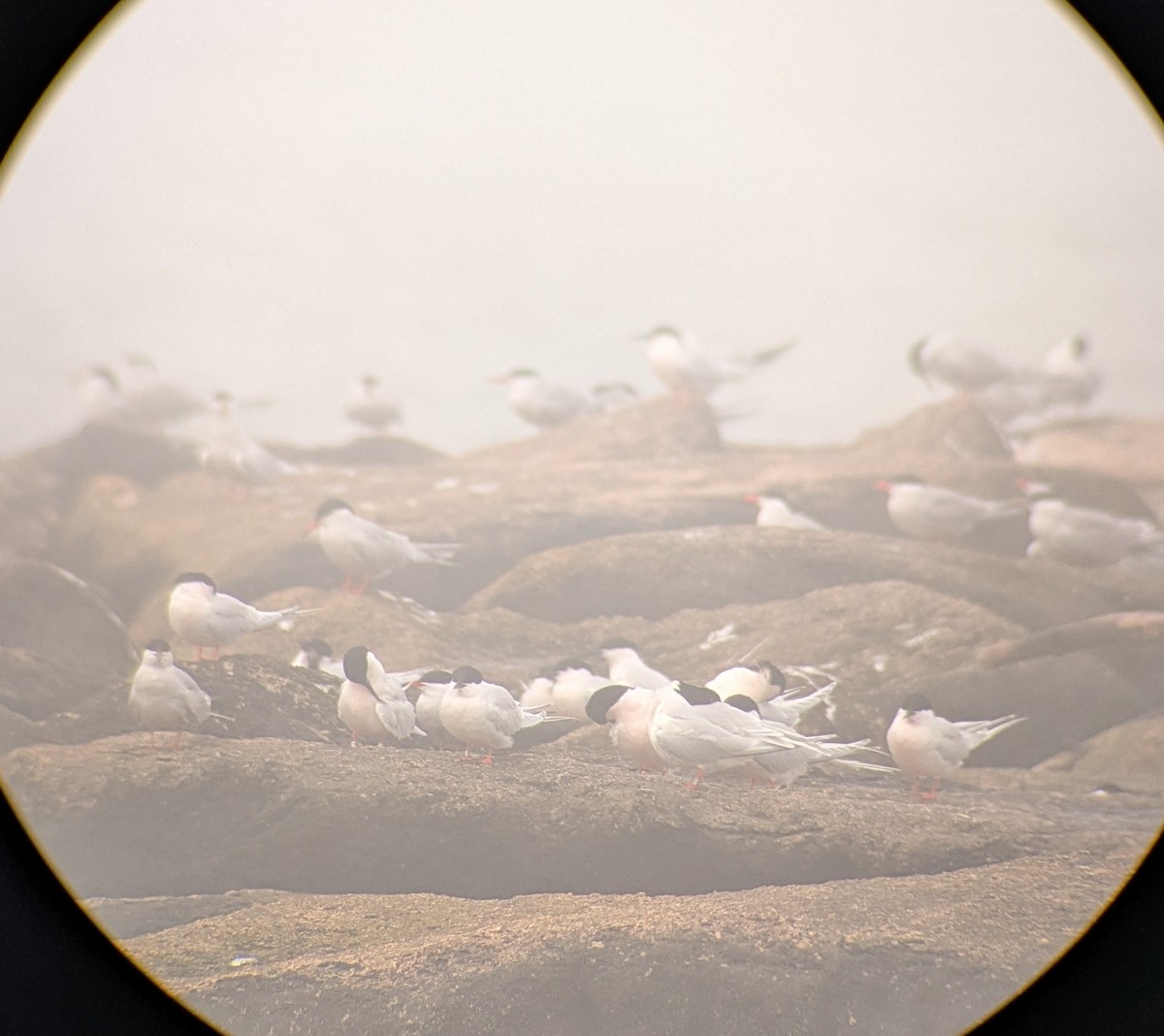 ベニアジサシ - ML635875336