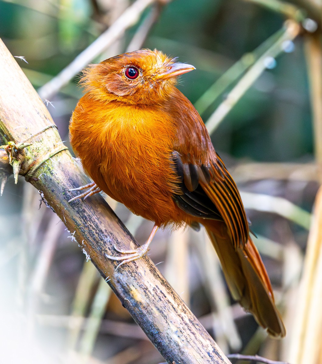 Rufous Twistwing - ML635875350