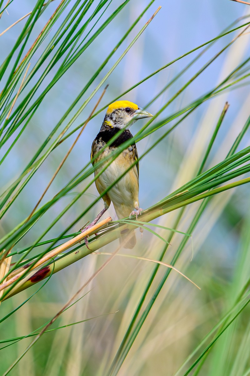 Black-breasted Weaver - ML635875357