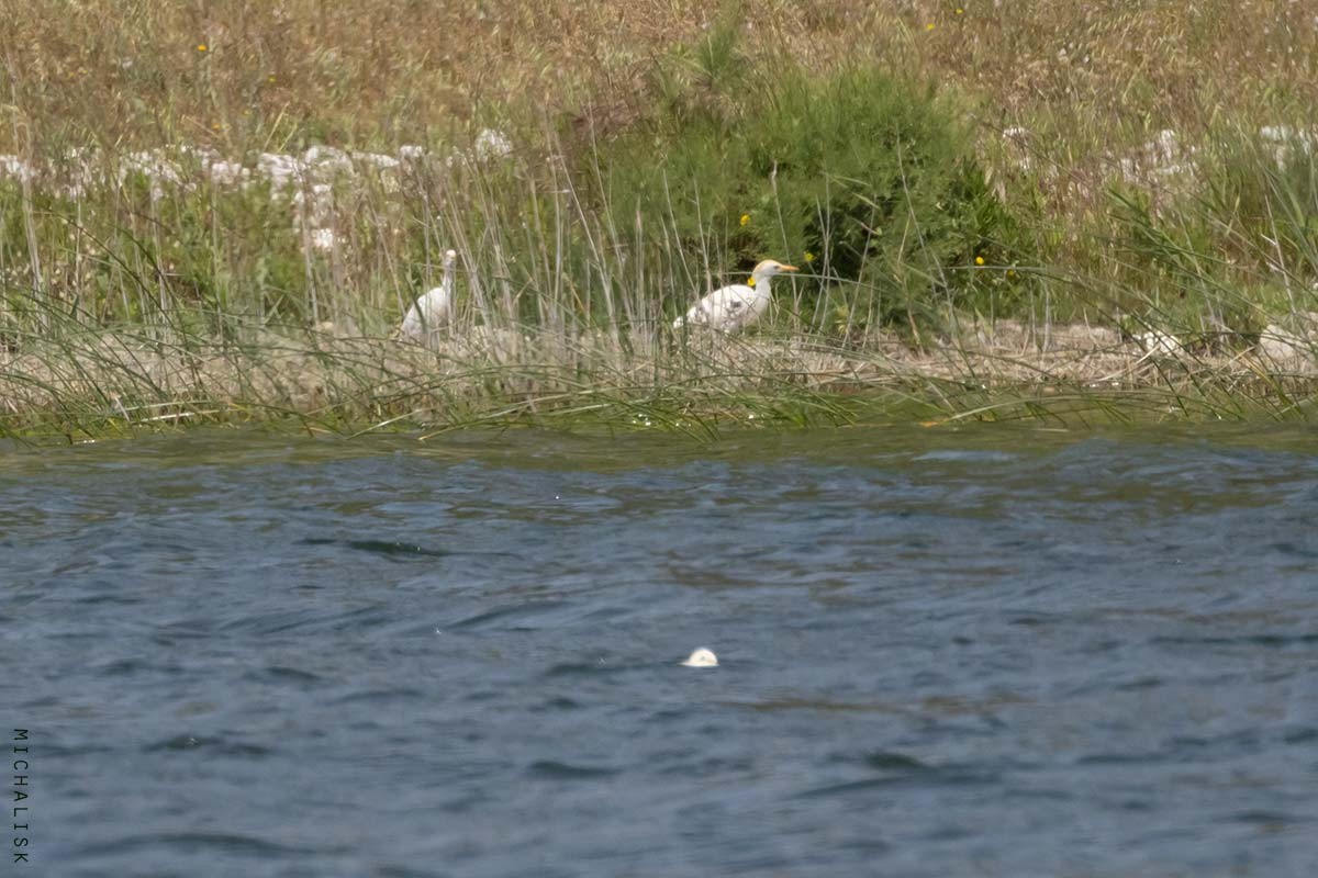 Western Cattle-Egret - ML635875374